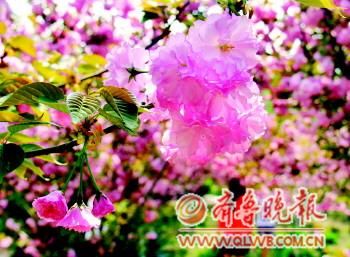 ̘(l)@(ni)ęѻ(zhng)涷Gӛuz